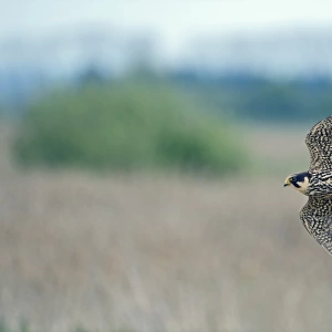 Hobby Falco subbuteo hunting over reedbed at Lakenheath Fen RSPB Reserve Norfolk