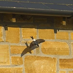 House Martin Delichon urbicum leaving nest under eaves of house Northumberland UK