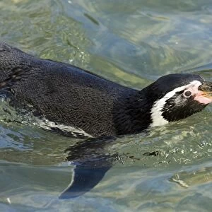 Humboldt Penguin Spheniscus humboldti - captive