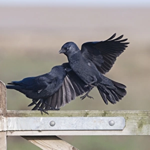 Jackdaws Corvus monedula squabbling Norfolk November