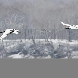Japanese Cranes Grus japonensis Hokkaido Japan winter