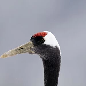 Japanese (Red crowned) Crane Grus japonensis Akan Hokkaido Japan winter