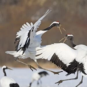 Japanese (Red-crowned) Cranes Grus japonensis fighting Hokkaido Japan February