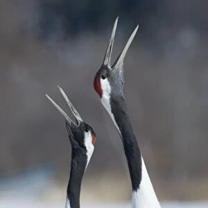 Japanese (Red crowned) Cranes Grus japonensis pair calling Akan Hokkaido Japan winter