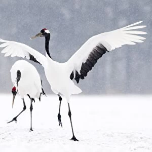 Japanese (Red crowned) Cranes Grus japonensis Akan Hokkaido Japan winter