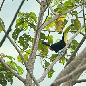 Keel-billed Toucan Ramphastos sulfuratus Costa Rica