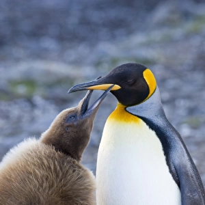 King Penguin Aptenodytes patagonicus chick begging for food Gold Harbour South Georgia
