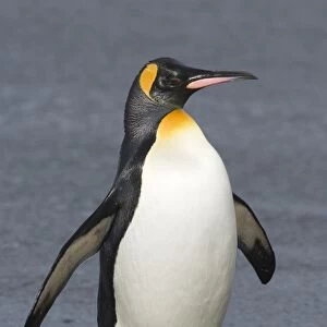 King Penguin coning ashore Aptenodytes patagonicus St Andrews Bay South Georgia November