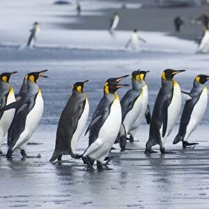 King Penguins Aptenodytes patagonicus adults coming ashore St Andrews Bay South Georgia