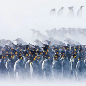 King Penguins Aptenodytes patagonicus group huddled together in blizzard Right Whale