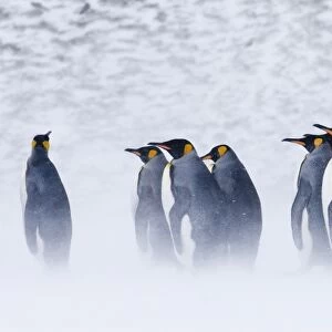 King Penguins Aptenodytes patagonicus Right Whale Bay South Georgia November
