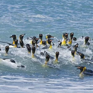King Penguins Aptenodytes patagonicusgroup bathing St Andrews Bay South Georgia November