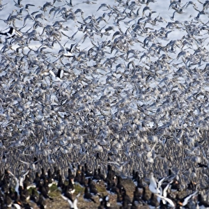 Knot Calidris canutus at high tide roost on Snettisham RSPB Reserve in the Wash