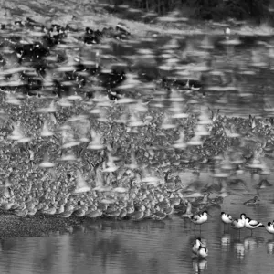 Snettisham Knot and Oystercatchers Print Snettisham Knot and Oystercatchers Print