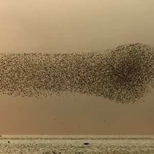 Knot Calidris canutus swirling over the Wash off Snettisham RSPB Reserve Norfolk August