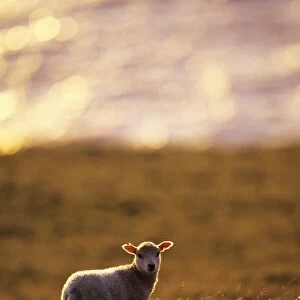 Lamb on coastal moorland Shetland Scotland June
