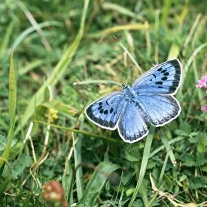Large Blue Butterfly, female, part of re-introduced population, Somerset, UK, July