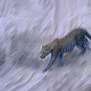 Leopard Panthera pardus Masai Mara Kenya
