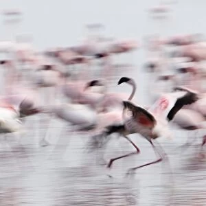 Lesser Flamingos Phoeniconaias minor displaying Lake Nakuru Kenya July