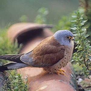 Lesser Kestrel Falco naumanni male at breeding colony Spain spring