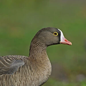 Lesser White-fronted Goose, Anser erythropus, adult