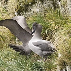 Light-mantled Sooty Albatross Phoebetria palpebrata adult displaying South Georgia