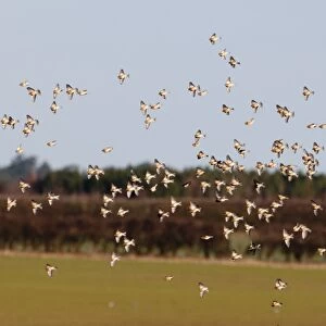 Linnet Carduelis cannabina flock Norfolk winter