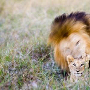 Lion and Lion cub Masai Mara Kenya