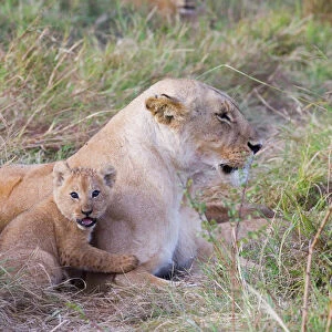 Lioness Panthera leo with cub Masai Mara Kenya