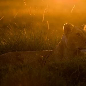 Lioness Panthera leo at dawn Masai Mara Kenya East Africa