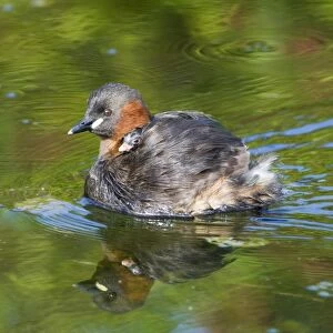 Little Grebe Tachybaptus ruficollis carrying chick Cley Norfolk august