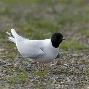 Little Gull, Larus minutus, adult in breeding plumage at colony, Finland, July