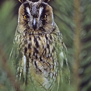 Long-eared Owl Asio otus Scotland spring