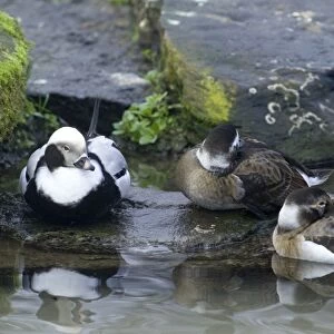 Long-tailed Duck Clangula hyemalis male and females winter