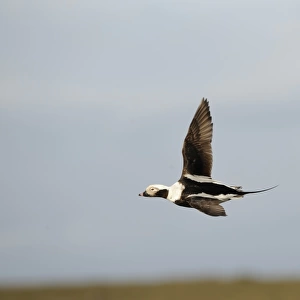 Long-tailed Duck Clangula hyemalis male Shetland March
