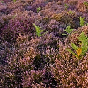 Lowland heath on Minsmere RSPB Reserve within the Suffolk Sandlings Suffolk in august