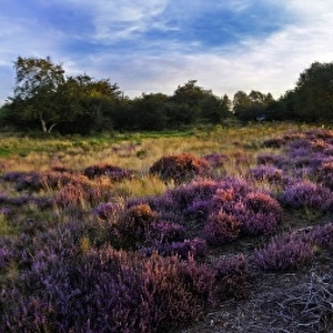 Lowland heath on Minsmere RSPB Reserve within the Suffolk Sandlings Suffolk in august