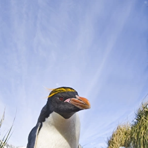 Macaroni Penguin Eudyptes chrysolophus Cooper Bay South Georgia November