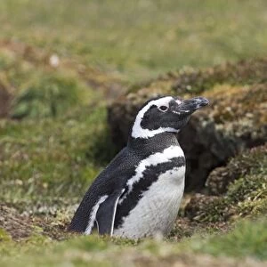 Magellanic Penguin Spheniscus magellanicus at nest burrow Sea Lion Island Falklands