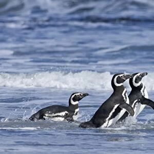 Magellanic Penguins Spheniscus magellanicus entering the sea Sea Lion Island Falklands