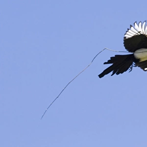 Magpie Pica pica carrying nest material UK spring