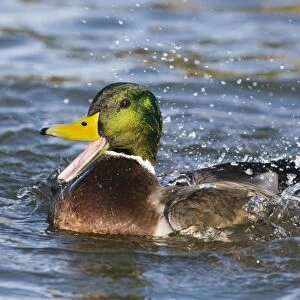 Mallard Anas Platyrhynchos male quacking and bathing Norfolk winter