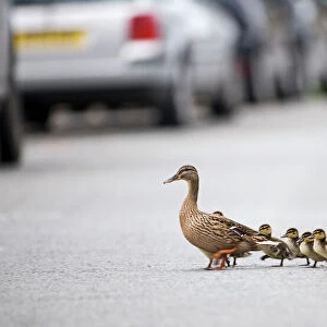 Mallard Anas platyrhynchos mother leading ducklings across road Arundel Sussex
