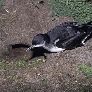 Manx Shearwater at entrance to nest burrow on Skomer Pembrokeshire Wales