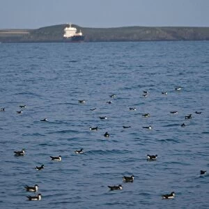 Manx Shearwaters Puffinus puffinus gathering in St Brides Bay off Skomer Island