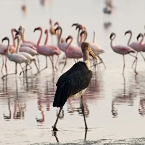 Marabou Stork (Leptoptilos crumeniferus) stalking Lesser Flamingos (Phoeniconaias
