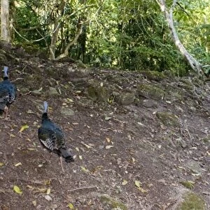 Mark Cocker photographing Ocellated Turkeys at Tikal Guatemala