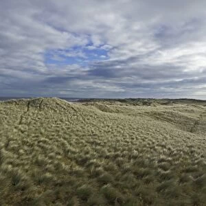 Marram covered sand dunes, Holy Island, Lindisfarne NNR, Northumberland, UK, autumn