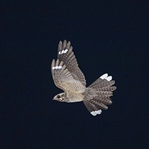 Marsh Harrier Circus aeruginosus female carrying food back to nest Cley Norfolk July