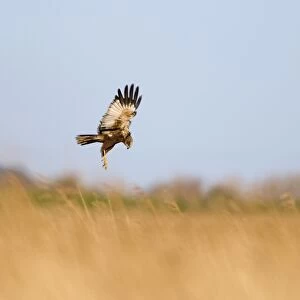 Marsh Harrier Circus aeruginosus male dropping down into nest at Cley Norfolk Spring